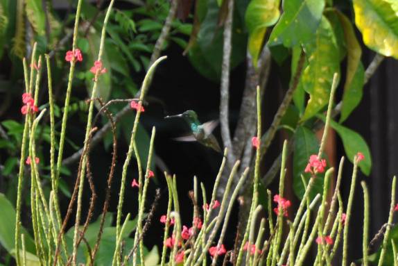 Beija-flôr na reserva Pointe-à-Pierre, próximo à San Fernando, em Trinidad e Tobago